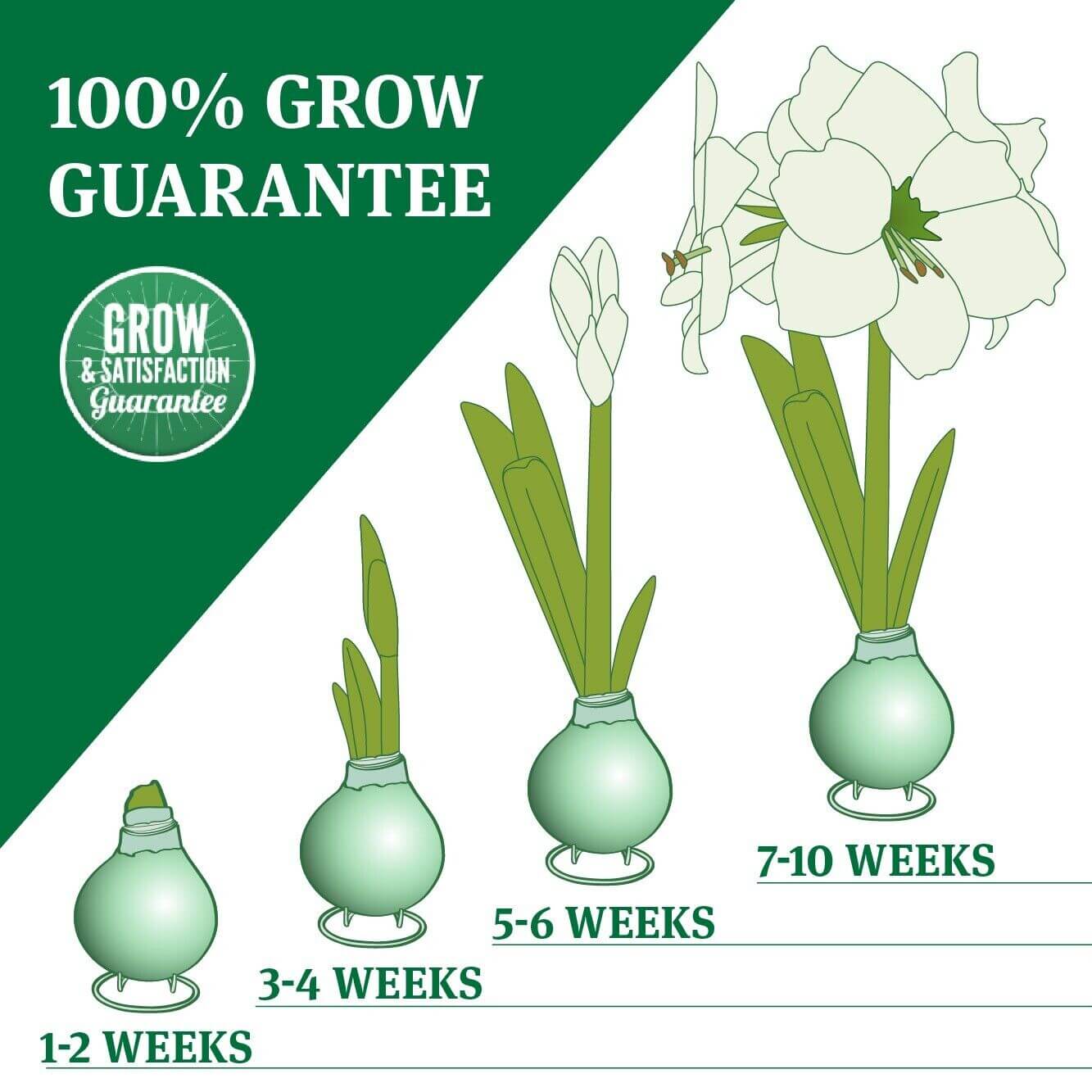 Waxed Amaryllis Flower Bulb with Stand - No Water Needed