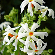 Jasmine Bonsai Tree Seeds