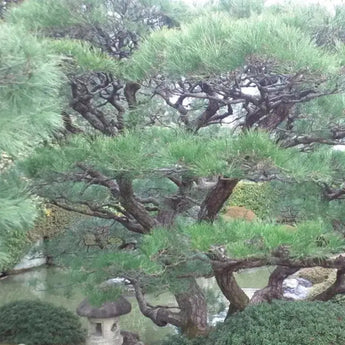 15 Japanese Black Pine Tree Seeds