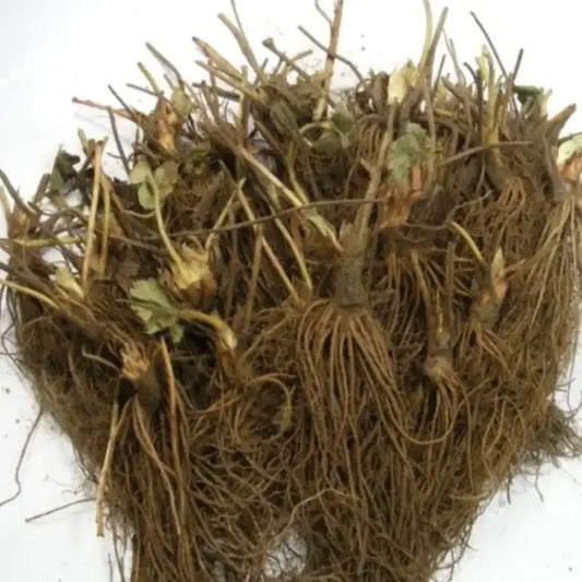Albion Everbearing Strawberry bare root plants ready for planting – high-yield, disease-resistant strawberry variety.