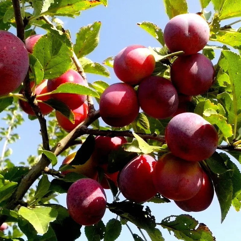 Plums on a tree branch with a clear blue sky background