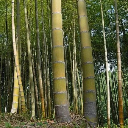 60 Moso King Bamboo Seeds