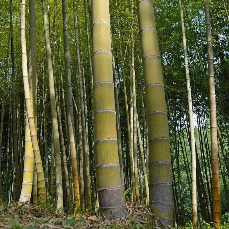bamboo plant seeds Moso King Bamboo Seeds | Fast-Growing Hardy Bamboo