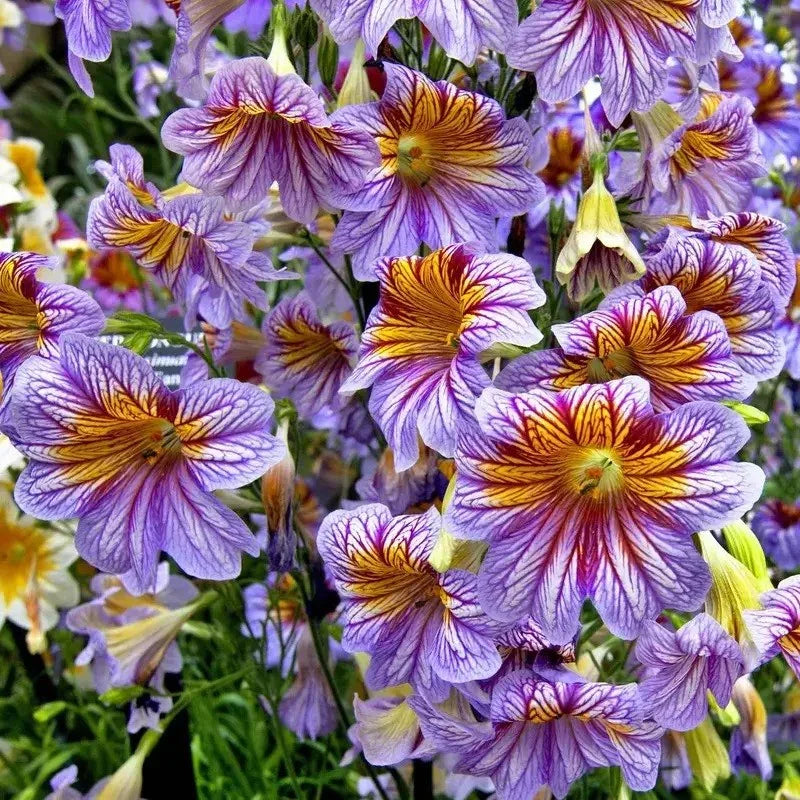 Close-up of purple and yellow flowers with a blurred background
