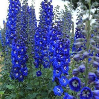 50 Bright Blue Delphinium Mix Seeds