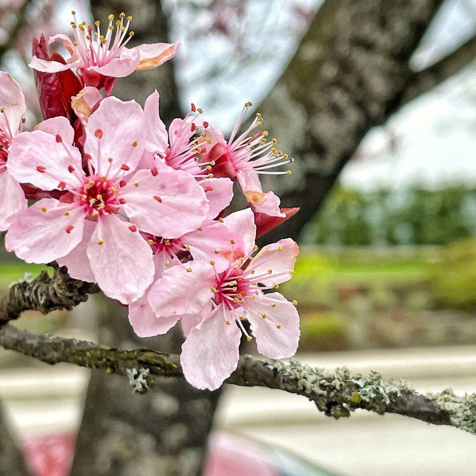 Cherry Blossom Bonsai Seed Kit