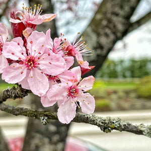 Cherry Blossom Seeds - Sakura Bonsai Tree