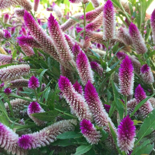 200 Celosia Spicata Flamingo Seeds