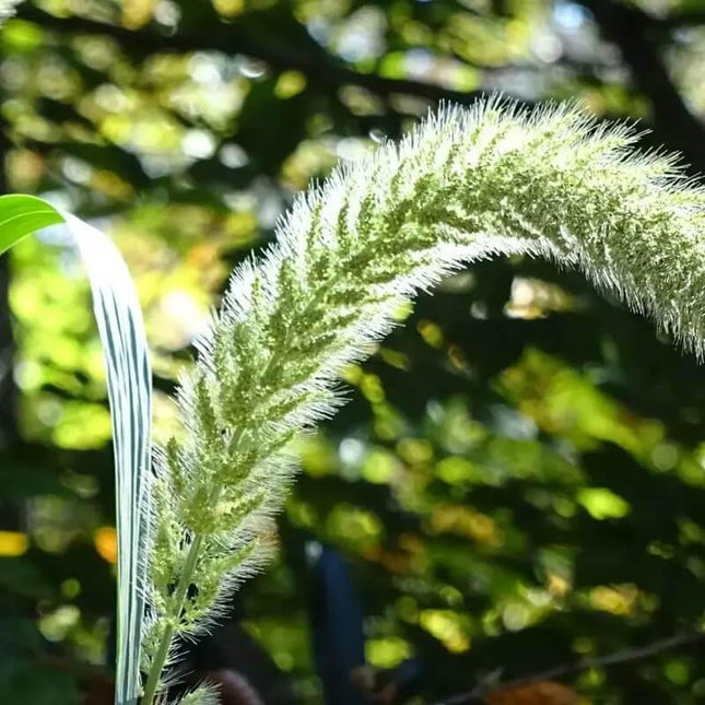1g Giant Bristlegrass Seeds - Seed World