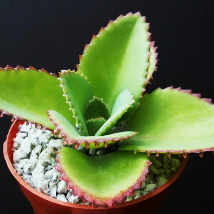 1pc Mother of Thousands Kalanchoe Succulent 4" - Seed World