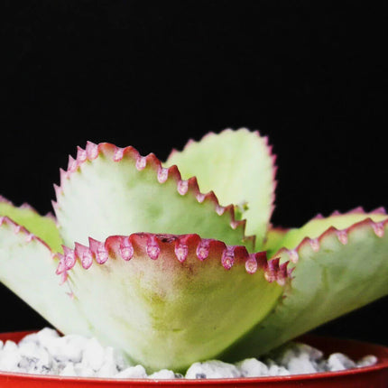 1pc Mother of Thousands Kalanchoe Succulent 4" - Seed World