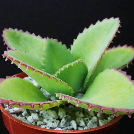 1pc Mother of Thousands Kalanchoe Succulent 4" - Seed World