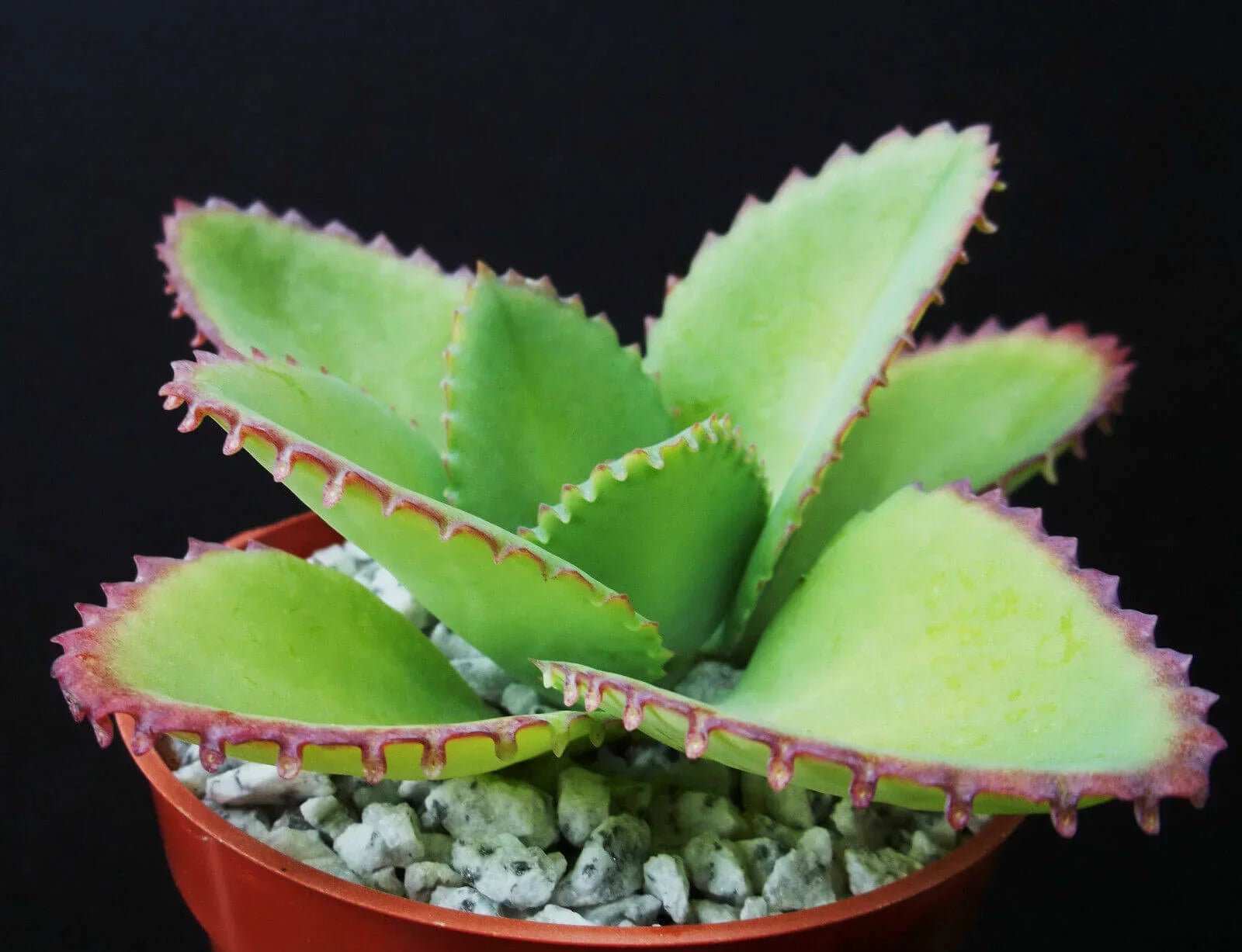 1pc Mother of Thousands Kalanchoe Succulent 4" - Seed World
