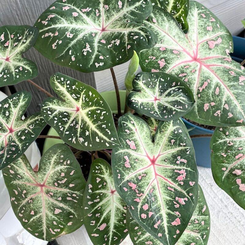 2 Bulbs Caladium 'Galaxy' Size #2 - Seed World