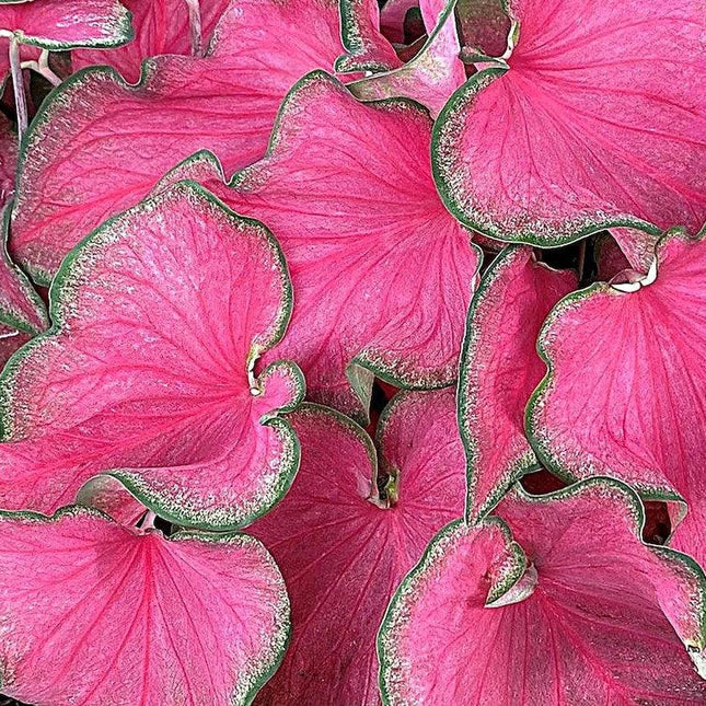 2 Caladium 'Passionista Bulbs | Size #2 - Seed World