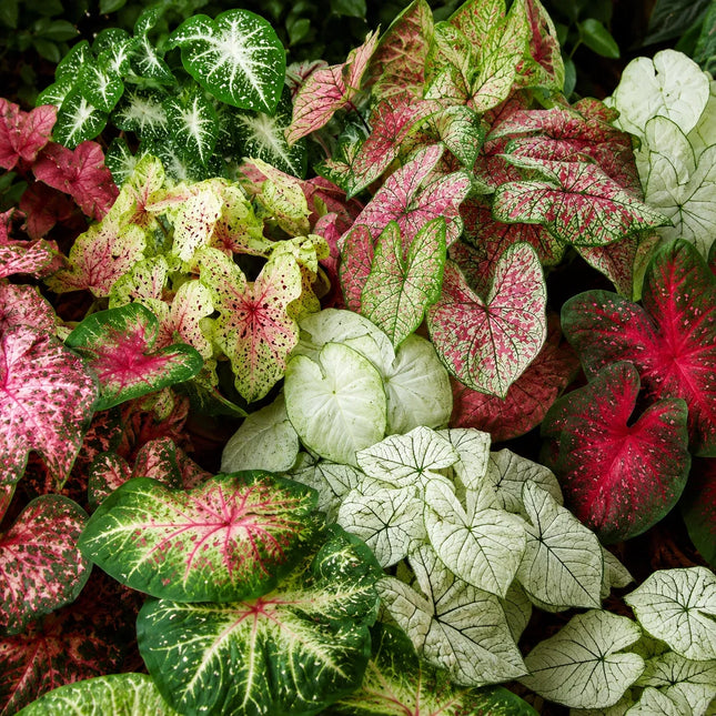2 Caladium Rare Flower Bulbs - Random