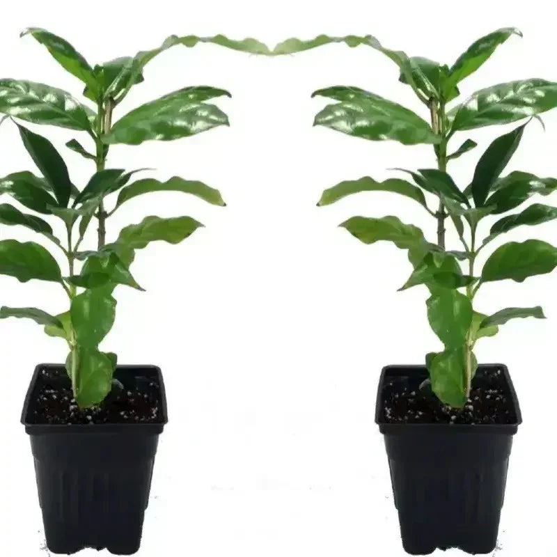 2 Coffea Arabica Live Plant in a 3" Pots - Seed World