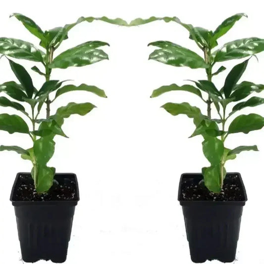 2 Coffea Arabica Live Plant in a 3" Pots - Seed World