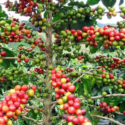 2 Coffea Arabica Live Plant in a 3" Pots - Seed World