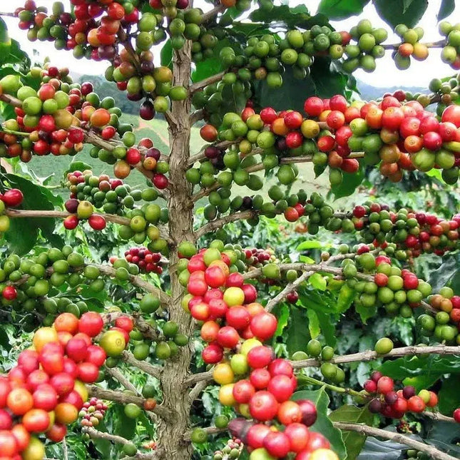 2 Coffea Arabica Live Plant in a 3" Pots - Seed World