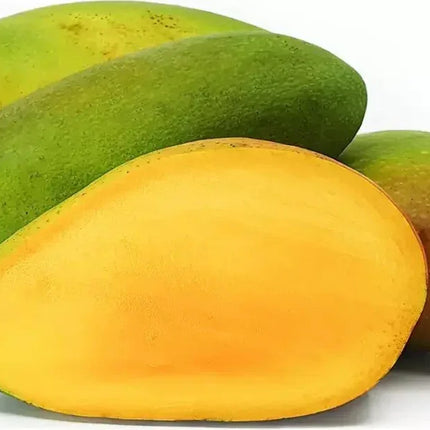 2 Kiojay Mango - Mangifera Indica Seeds - Seed World