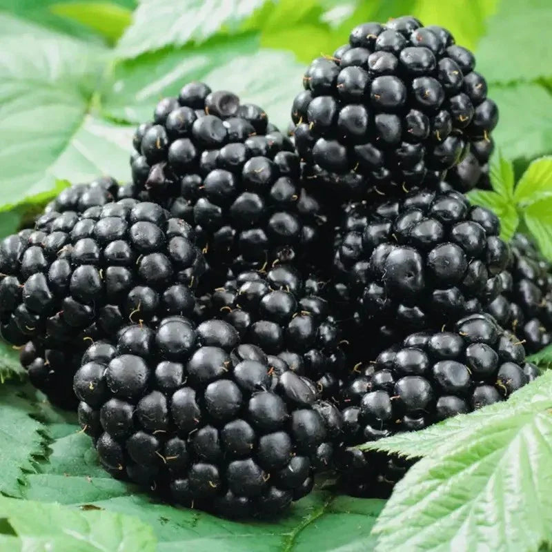 2 Live Blackberry Plants – 3” Pots, Sweet & Juicy, Ready to Grow! - Seed World