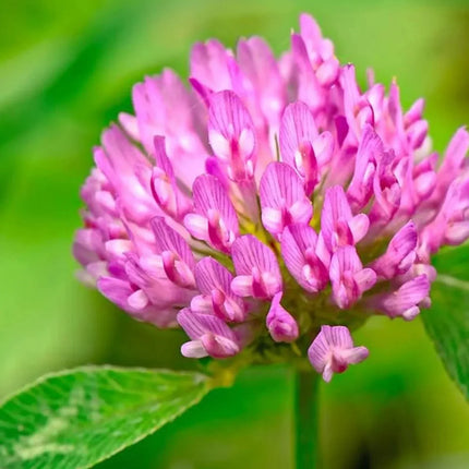 2 oz Medium Red Clover Seeds - Seed World