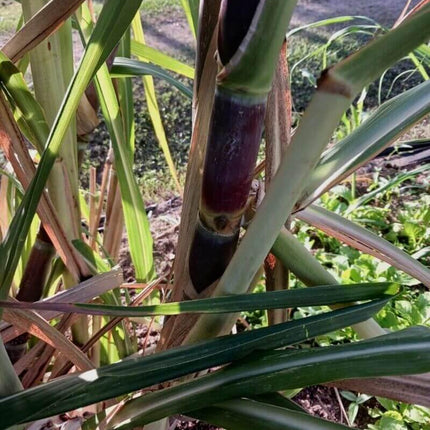 2 Purple Sugarcane Cuttings - Seed World