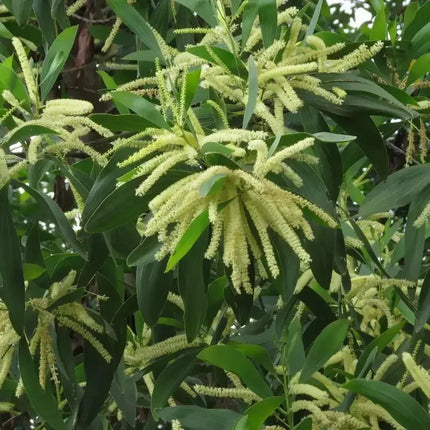 20 Acacia Mangium Seeds - Seed World