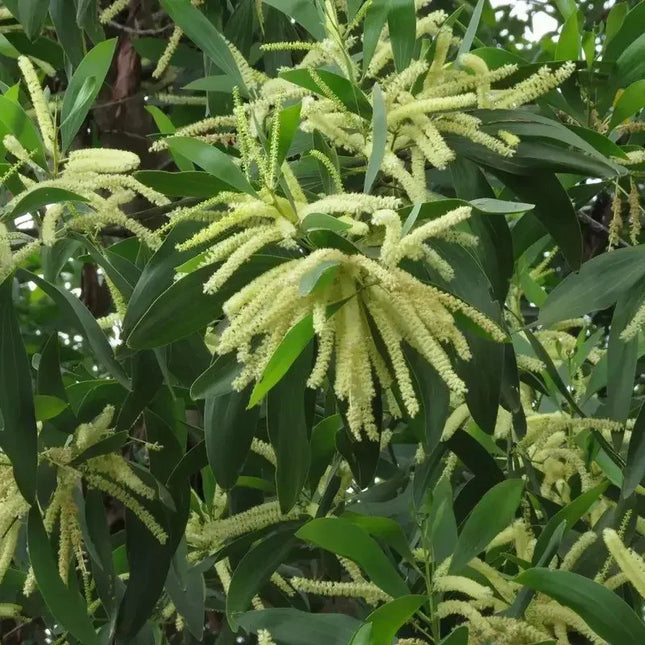 20 Acacia Mangium Seeds - Seed World