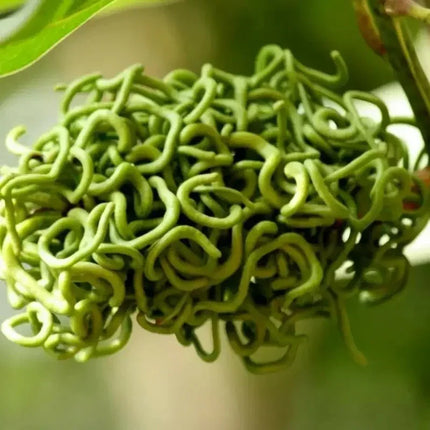 20 Acacia Mangium Seeds - Seed World