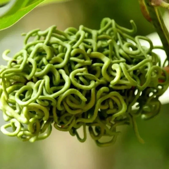 20 Acacia Mangium Seeds - Seed World