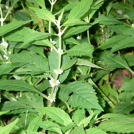 20 American Bugleweed - Lycopus Americanus Herb Seeds - Seed World