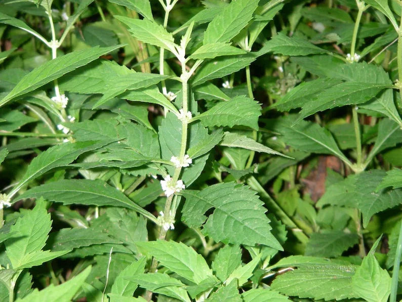 20 American Bugleweed - Lycopus Americanus Herb Seeds - Seed World