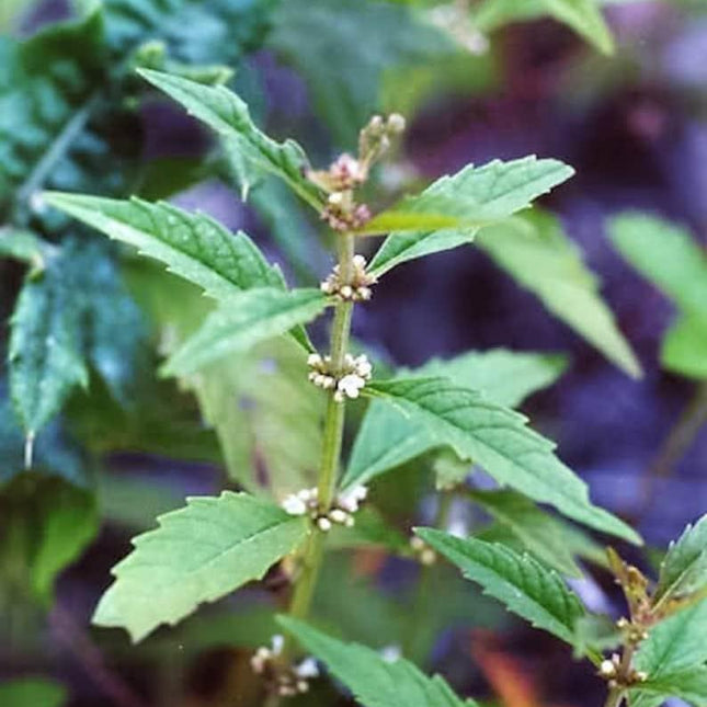 20 American Bugleweed - Lycopus Americanus Herb Seeds - Seed World
