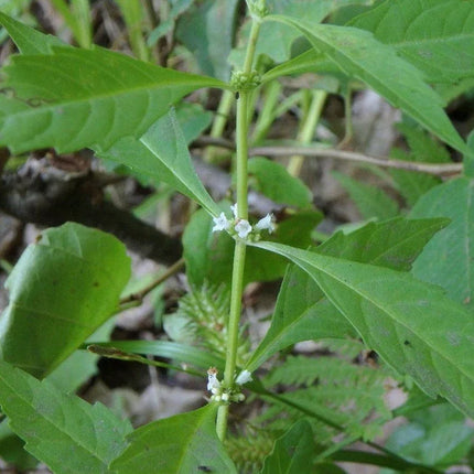 20 American Bugleweed - Lycopus Americanus Herb Seeds - Seed World