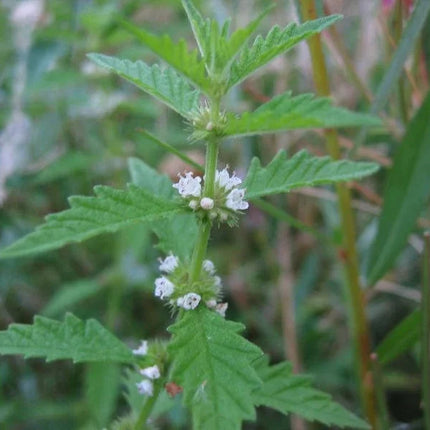 20 American Bugleweed - Lycopus Americanus Herb Seeds - Seed World