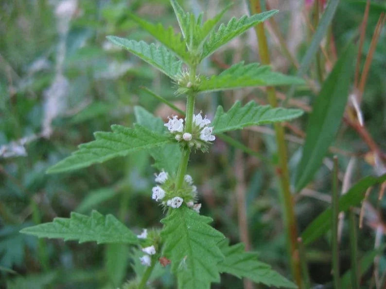 20 American Bugleweed - Lycopus Americanus Herb Seeds - Seed World
