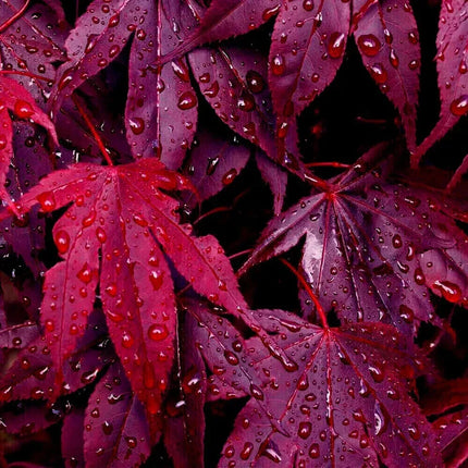 20 Bloodgood - Japanese Maple Tree Seeds - Seed World