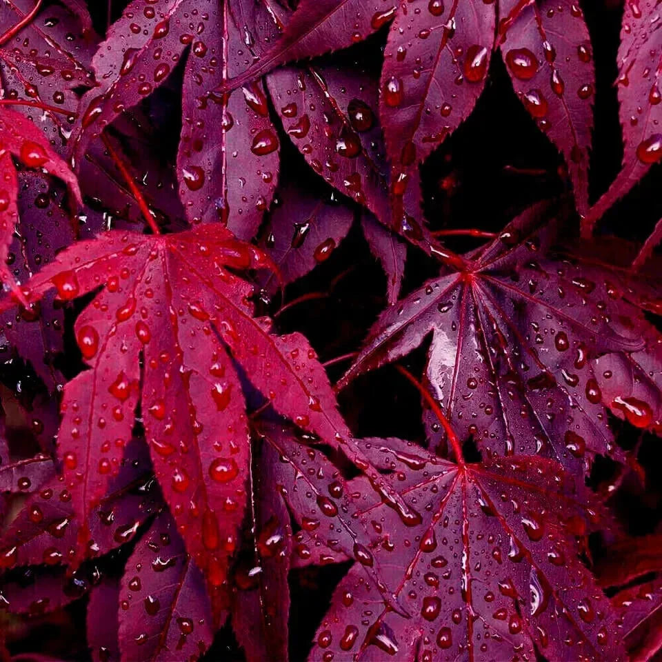 20 Bloodgood - Japanese Maple Tree Seeds - Seed World