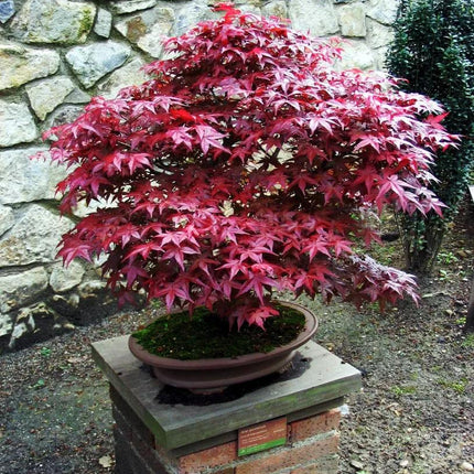 20 Bloodgood - Japanese Maple Tree Seeds - Seed World
