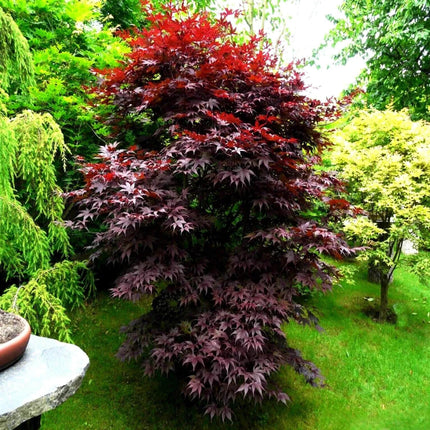 20 Bloodgood - Japanese Maple Tree Seeds - Seed World
