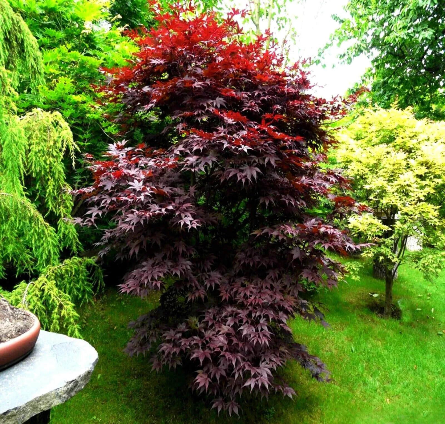 20 Bloodgood - Japanese Maple Tree Seeds - Seed World