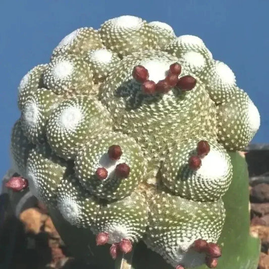 20 Blossfeldia Liliputana Cactus Seeds - Seed World
