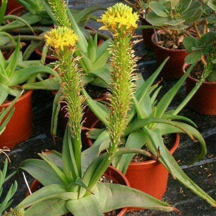 20 Bulbine Natalensis Seeds – Natal Red Root (Ornamental Succulent) - Seed World