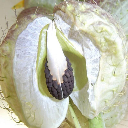20 Butterfly Balls Seeds – Ornamental “Hairy Ball” Milkweed - Seed World