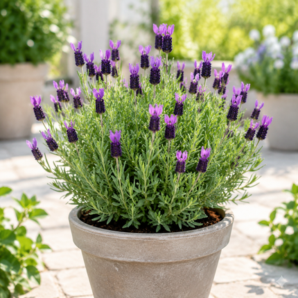 20 Butterfly Lavender Seeds