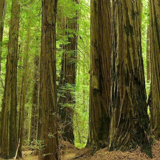 20 California Redwood Tree Seeds