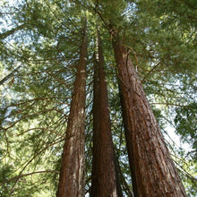 20 California Coast Redwood Seeds