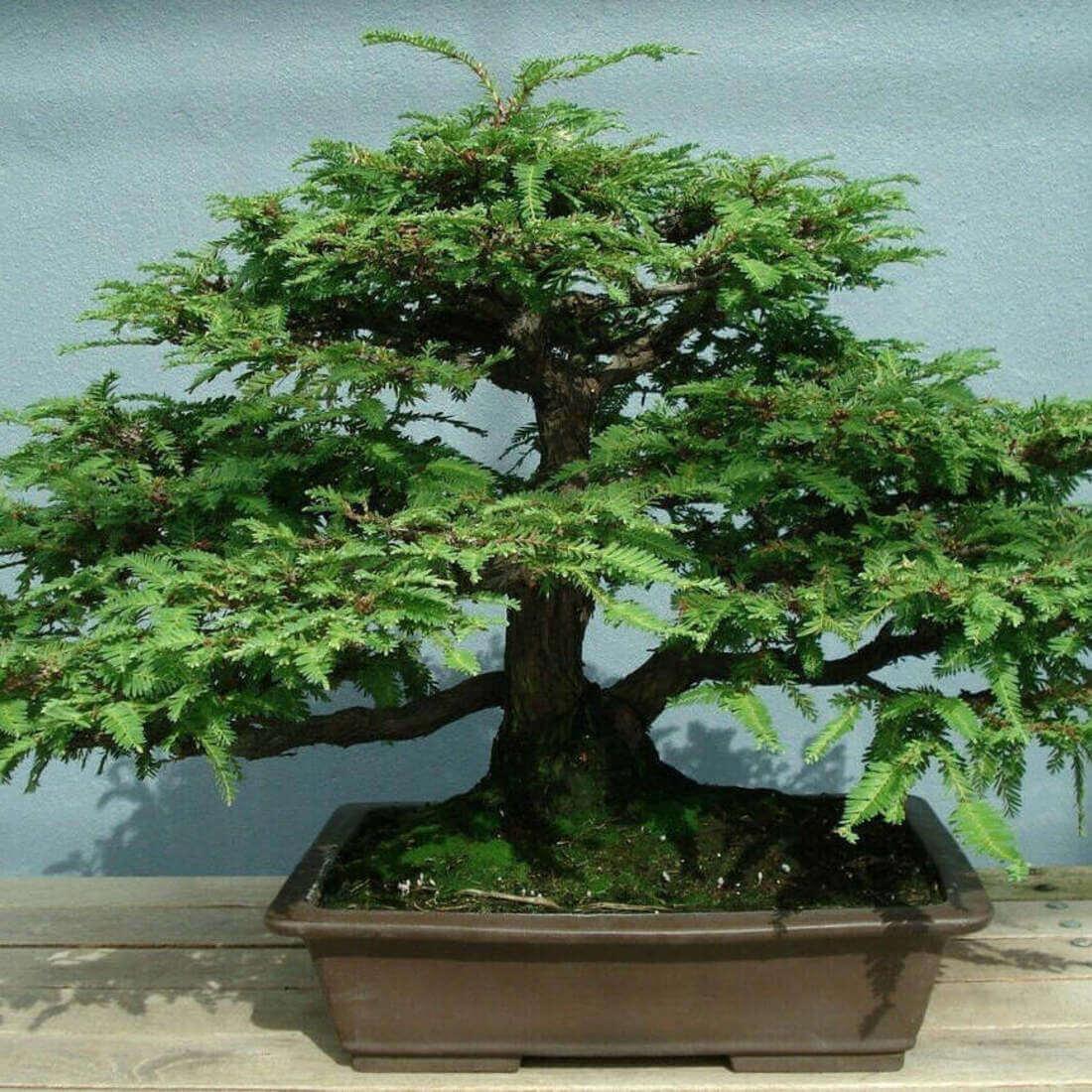 20 California Redwood Tree Seeds - Seed World